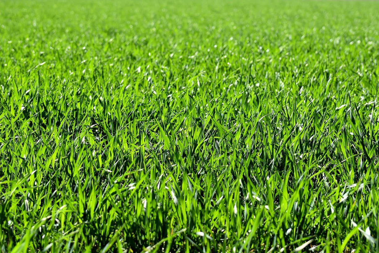Fundament Gazon inzaaien Gras zaaien